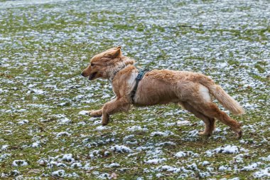 Köpek yavrusu erkek altın Hovie köpeği Hovawart