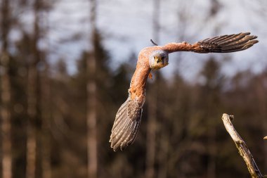 Amerikan kerkenezi (Falco sparverius) uçuşa geçti.