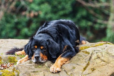 Erkek, siyah ve altın Hovie köpeği Hovawart kumtaşının üzerinde yatıyor.