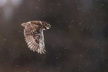 Küçük baykuş (Athene noctua) Kar uçarken