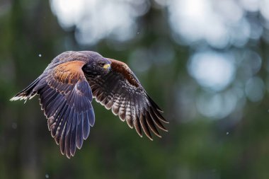 Dişi Harris 'in şahini (Parabuteo unicinctus) ormanda uçuyor.