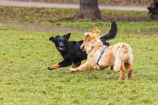 황금색 강아지들 장난을 — 스톡 사진