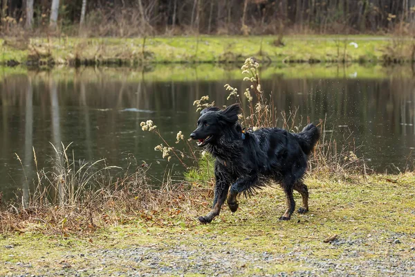 male black and gold Hovie dog hovawart running around the pond