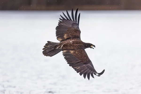 Bald Eagle Haliaeetus Leucocephalus Flight Water — Stock Photo, Image