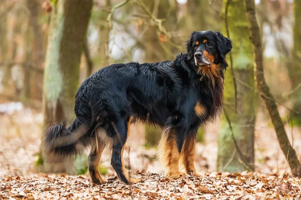 Αρσενικό Μαύρο Και Χρυσό Hovie Σκυλί Hovawart Στο Δάσος — Φωτογραφία Αρχείου