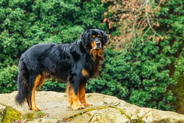 Αρσενικό Μαύρο Και Χρυσό Hovie Σκυλί Hovawart Πέτρα Ένα Πράσινο — Φωτογραφία Αρχείου