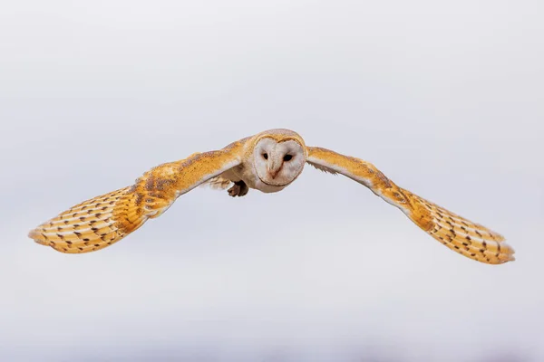 Female Barn Owl Tyto Alba Sky — Stock Photo, Image
