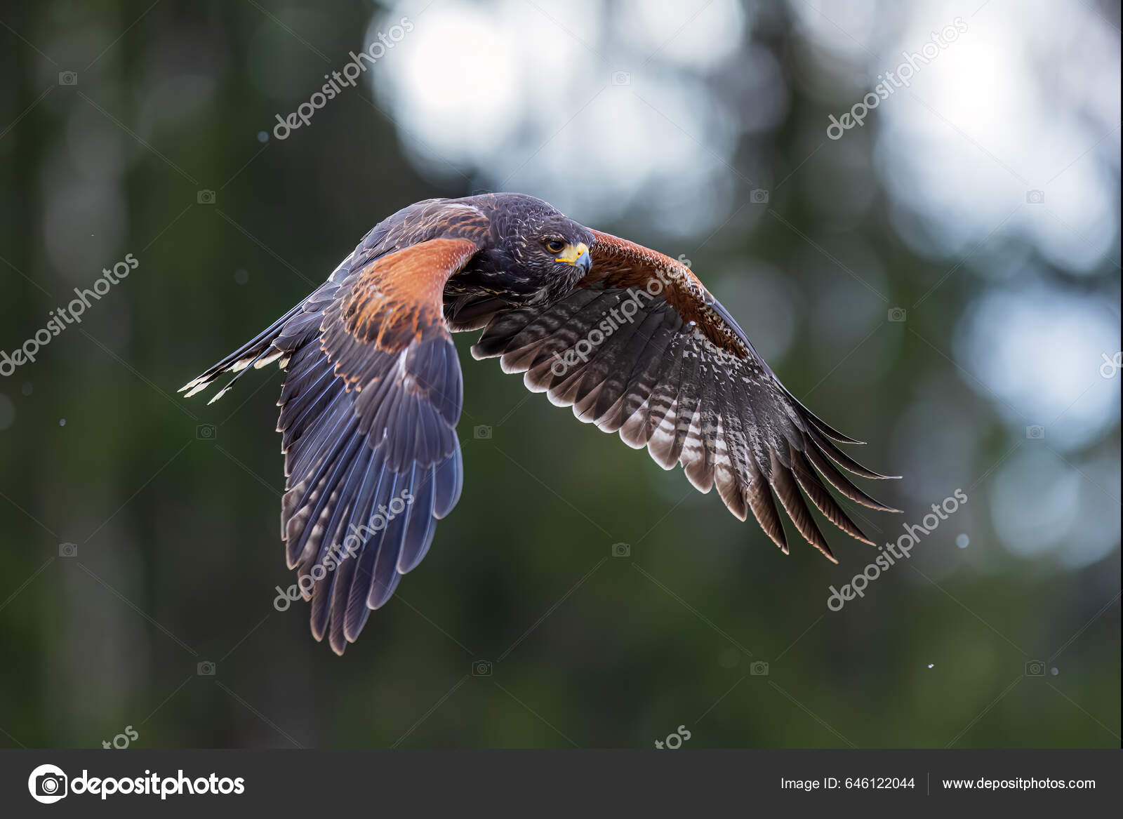哈里斯的雌鹰Parabuteo Unicinctus 在森林中飞来飞去——图库图片© Michal Ninger #646122044