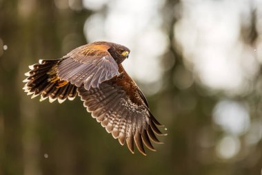 Dişi Harris 'in şahini (Parabuteo unicinctus) ormanın önündeki ışıkta uçuyor.