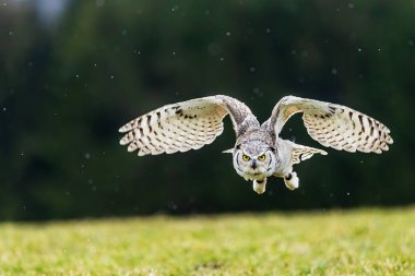 Erkek büyük boynuzlu baykuş (Bubo virginianus), ayrıca kaplan baykuş olarak da bilinir.