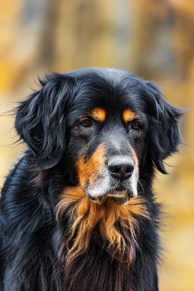 Αρσενικό Μαύρο Και Χρυσό Hovie Σκυλί Hovawart Πρόστιμο Πορτρέτο Ώχρα — Φωτογραφία Αρχείου