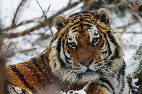 Male Siberian Tiger Panthera Tigris Tigris Head Detail — Stock Photo, Image