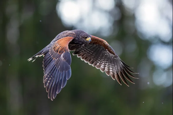哈里斯的雌鹰 Parabuteo Unicinctus 在森林中飞来飞去 — 图库照片
