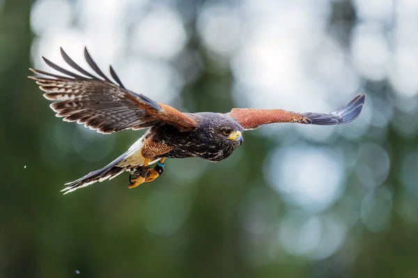 Female Harris Hawk Parabuteo Unicinctus Want Land — Stock Photo, Image