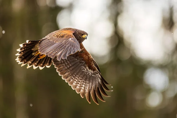 哈里斯的雌鹰 Parabuteo Unicinctus 在森林前的反光中飞行 — 图库照片