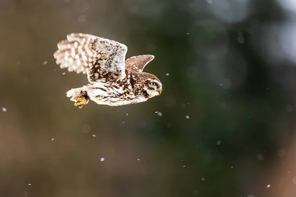 Little Owl Athene Noctua Flying Light Snowfall — Stock Photo, Image