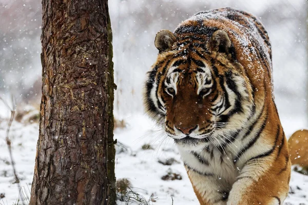 Male Siberian Tiger Panthera Tigris Tigris Walking Snow Detail — Stock Photo, Image