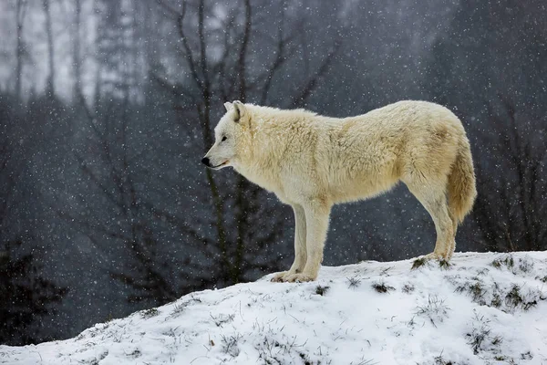 Чоловічий Арктичний Вовк Canis Lupus Arctos Дивиться Сільську Місцевість — стокове фото