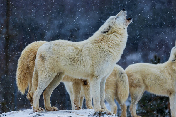 Male Arctic wolf (Canis lupus arctos) howling pack
