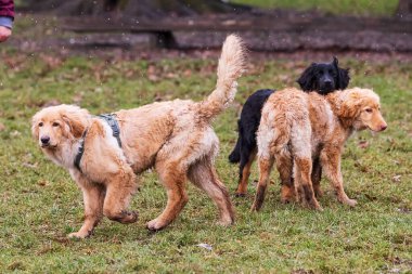 Erkek siyah ve altın rengi Hovie köpeği Hovawart köpek yavruları bir arada