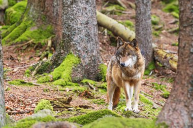 Erkek Avrasya kurdu (Canis lupus) taştan dışarı bakar.