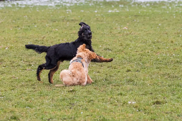 Αρσενικό Μαύρο Και Χρυσό Hovie Σκυλί Hovawart Κουτάβια Κάνουν Ανόητα — Φωτογραφία Αρχείου