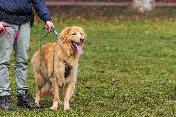 Αρσενικό Χρυσό Hovie Σκυλί Hovawart Στέκεται Από Πόδι — Φωτογραφία Αρχείου