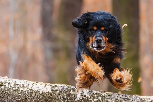 Männchen Schwarz Gold Hovie Hund Hovawart Fliegt Einem Sprung — Stockfoto