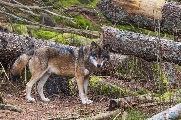 Lobo Euroasiático Canis Lupus Lupus Bosque Por Brezo — Foto de Stock