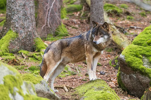 Lobo Euroasiático Macho Canis Lupus Lupus Apoyado Una Piedra — Foto de Stock