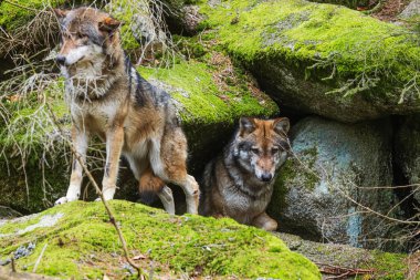 Erkek Avrasya kurdu (Canis lupus) mağaranın önünde
