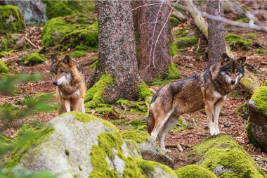 Ormanda erkek Avrasya kurdu (Canis lupus) sürüsü