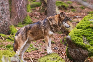Erkek Avrasya kurdu (Canis lupus) kendi altına bakıyor