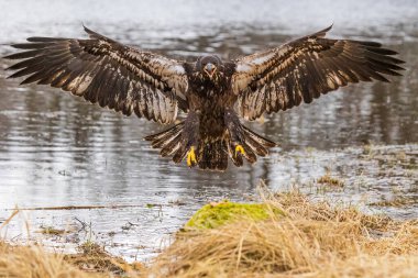 Kel kartal (Haliaeetus leucocephalus) göl kıyısına düşer.