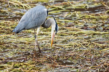 Güzel gri balıkçıl (Ardea cinerea) balık arıyor