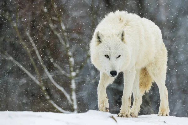 Mannelijke Arctische Wolf Canis Lupus Arctos Ziet Gevaarlijk Uit — Stockfoto