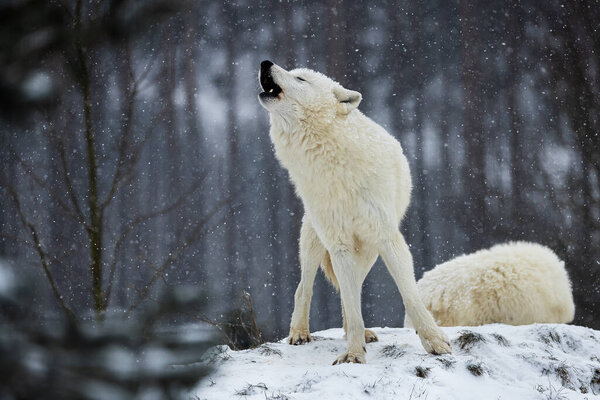 Male Arctic wolf (Canis lupus arctos) howling summons the species