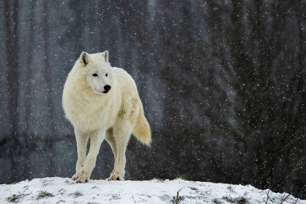 冬季景观中的雄性北极狼 金丝雀狼 — 图库照片