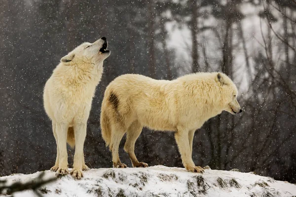 Hanne Arktisk Varg Canis Lupus Arctos Ylande Den Fallande Snön — Stockfoto
