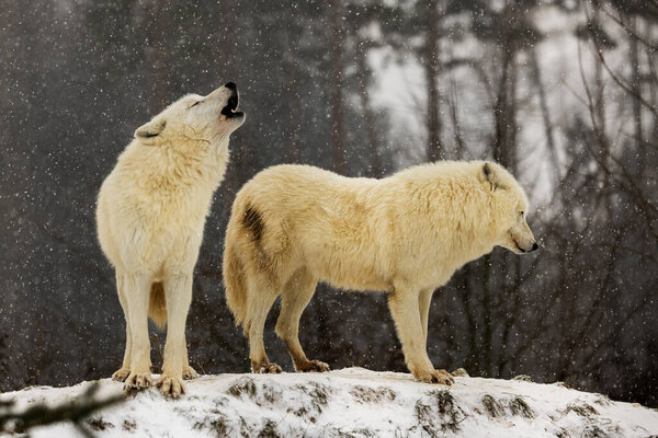 Male Arctic wolf (Canis lupus arctos) howling into the falling snow