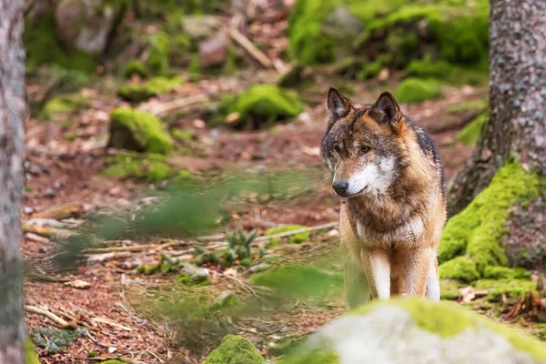 Lobo Eurasiático Macho Canis Lupus Lupus Olhando Volta — Fotografia de Stock