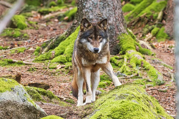 Lobo Eurasiático Macho Canis Lupus Lupus Olhar Atentamente — Fotografia de Stock