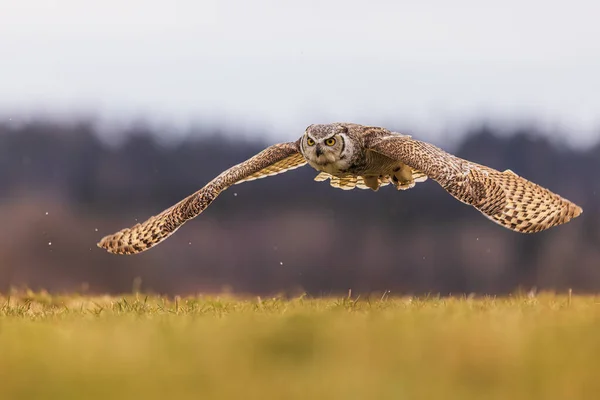 Male Great Horned Owl Bubo Virginianus Also Known Tiger Owl — Stock Photo, Image