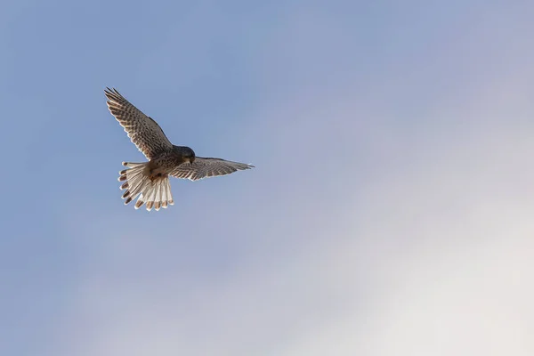 Звичайний Кестрель Falco Tinnunculus Високо Небі — стокове фото