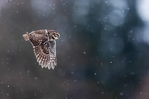 Little Owl Athene Noctua Flying Countryside Snowfall — Stock Photo, Image