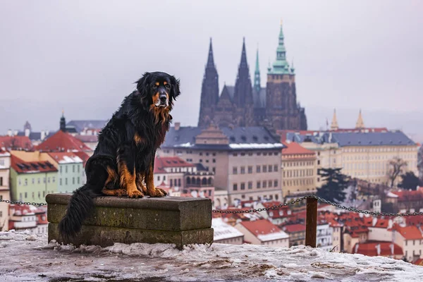 male black and gold Hovie dog hovawart posing in front of the Prague Castle in the background