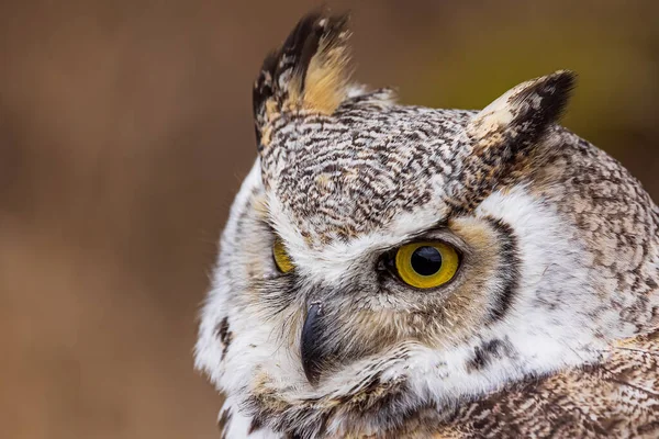 male great horned owl (Bubo virginianus), also known as the tiger owl head detail