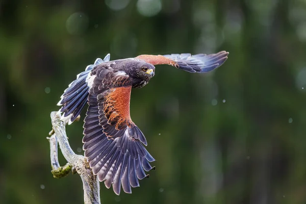 Female Harris Hawk Parabuteo Unicinctus Goes Air Stock Photo