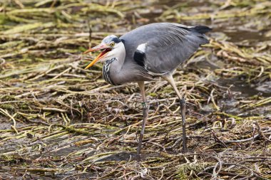 Güzel gri balıkçıl (Ardea cinerea) bir balık yakaladı.