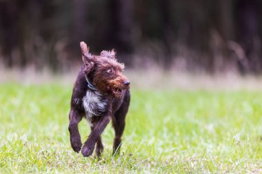 Geleneksel olarak avlanan, işaret eden ve geri getirmek için kullanılan çok yönlü bir Çek av köpeği cinsi..